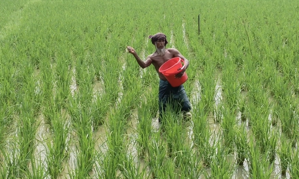 গলাচিপায় শত প্রতিকূলতার মাঝেও রোপা আমনে কৃষকের বাম্পার ফলনের আশা